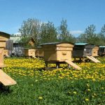 Пам’ятка для бджільника та фермера