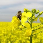 Безпека бджіл при застосуванні пестицидів і агрохімікатів